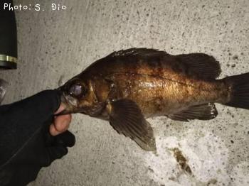 メバル-2016-9-14&nbsp;20:12