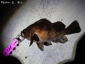 メバル-2016-9-15&nbsp;21:3