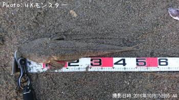 マゴチ-2016-10-5 5:44