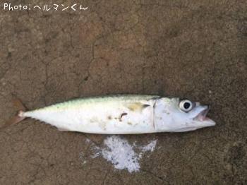サバ-2016-10-8 16:54