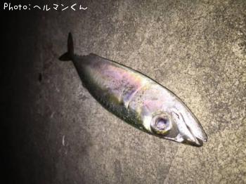 サバ-2016-10-10 18:47