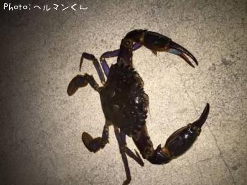 カニ-2016-10-10 20:20