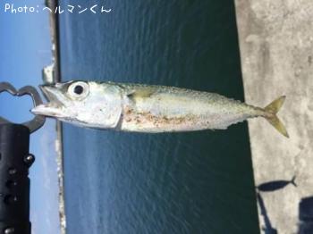 サバ-2016-10-14 11:13