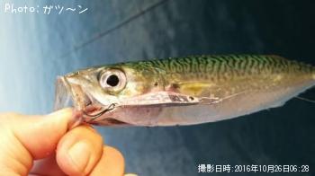サバ-2016-10-26 6:28