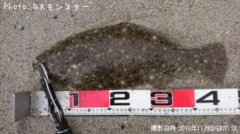 ヒラメ-2016-11-3 7:18