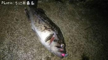クロソイ-2016-11-11 19:13