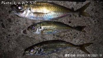 アジ-2016-11-12 21:51
