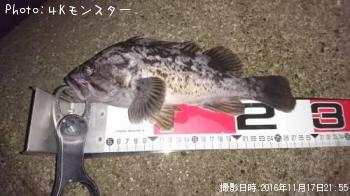 クロソイ-2016-11-17 21:55