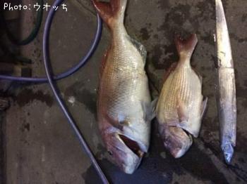 真鯛  タチウオ-2016-11-20 17:5