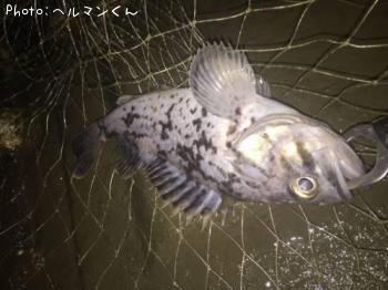 クロソイ-2016-11-25 19:2