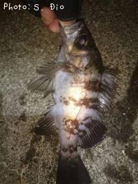 メバル-2016-11-27 1:27