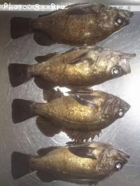 メバル-2016-11-27 1:31