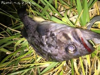 クロソイ-2016-12-1 20:13