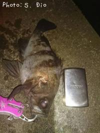 メバル-2016-12-2 23:41