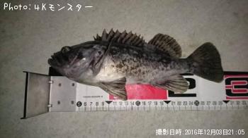 クロソイ-2016-12-3 21:5
