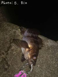 メバル-2016-12-4 1:38