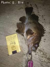 メバル-2016-12-5 7:16