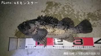 クロソイ-2016-12-5 20:12