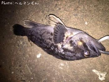 クロソイ-2016-12-5 17:29