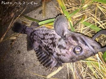 クロソイ-2016-12-5 18:11