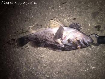 クロソイ-2016-12-5 20:46
