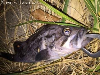クロソイ-2016-12-13 18:18