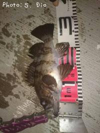 メバル-2016-12-16 1:0