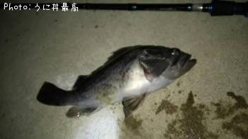 クロソイ-2016-12-16 18:51
