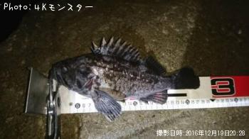 クロソイ-2016-12-19 20:28