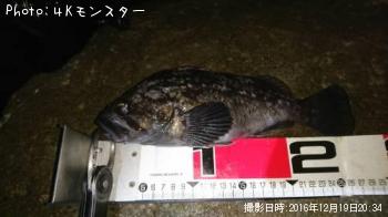 クロソイ-2016-12-19 20:34