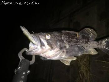 クロソイ-2016-12-19 19:37