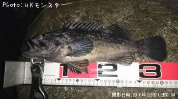 クロソイ-2016-12-21 20:4