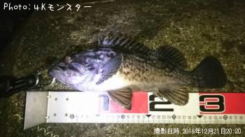 クロソイ-2016-12-21 20:20