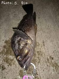 クロソイ-2016-12-24 1:3