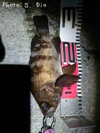 メバル-2016-12-24 1:7