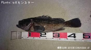 クロソイ-2016-12-25 20:47