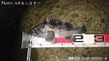クロソイ-2016-12-29 21:47