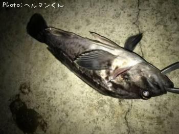 クロソイ-2017-1-4 19:18