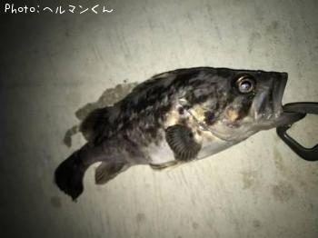 クロソイ-2017-1-6 18:45