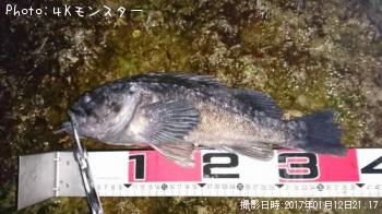 クロソイ-2017-1-12 21:17