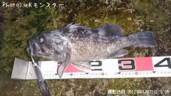 クロソイ-2017-1-13 19:35