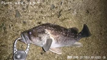 クロソイ-2017-1-14 21:39