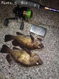 メバル-2017-1-22 22:24