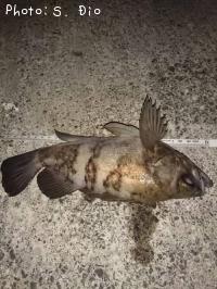 メバル-2017-1-25 22:26