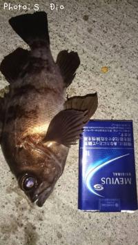 メバル-2017-1-29 21:3