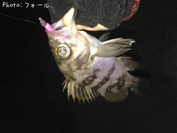メバル-2017-2-9 1:23