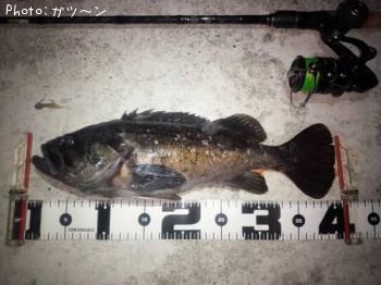 クロソイ-2017-2-13 22:44