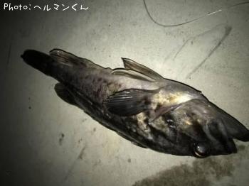 クロソイ-2017-2-23 19:32