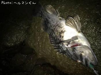クロソイ-2017-2-26 18:54
