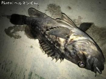 クロソイ-2017-3-1 18:53